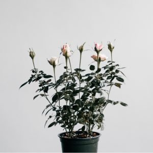 Wild Edible and Herbal Plants